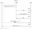 Fig. 05 - Vehicular mobility management for IP-based vehicular networks
