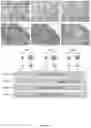 Fig. 02 - Compounds for use in regulating follicle maturation
