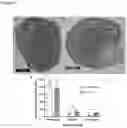 Fig. 05 - Compounds for use in regulating follicle maturation