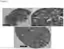 Fig. 06 - Compounds for use in regulating follicle maturation