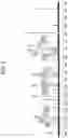 Fig. 04 - Anti-inflammatory composition including novel quercetin-based compound