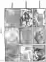 Fig. 14 - Immunoisolation device