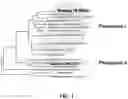 Fig. 02 - Compositions and administration of chimeric glycoprotein lyssavirus vaccines for coverage against rabies