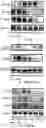 Fig. 02 - Hydrophilic berberine-type derivative and application thereof in preparing drug