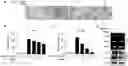 Fig. 01 - PEPTIDE FOR INHIBITING BONE RESORPTION