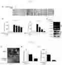 Fig. 02 - PEPTIDE FOR INHIBITING BONE RESORPTION