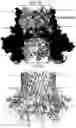 Fig. 01 - Protein pores
