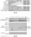 Fig. 02 - METHODS AND COMPOSITIONS FOR ENGINEERED ASSEMBLY ACTIVATING PROTEINS (EAAPS)