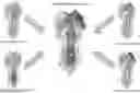 Fig. 01 - ENGINEERED INFLUENZA ANTIGENIC POLYPEPTIDES AND IMMUNOGENIC COMPOSITIONS THEREOF