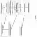 Fig. 08 - ENGINEERED INFLUENZA ANTIGENIC POLYPEPTIDES AND IMMUNOGENIC COMPOSITIONS THEREOF