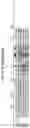 Fig. 07 - ADENO-ASSOCIATED VIRUS VARIANTS AND METHODS OF USE THEREOF