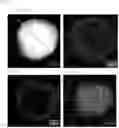 Fig. 02 - SILICON COMPOUND-COATED METAL PARTICLES