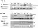 Fig. 02 - Antibodies directed to Tie-2 and methods of use