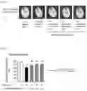 Fig. 02 - Preventative and therapeutic agents for sarcopenia