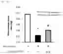 Fig. 08 - Preventative and therapeutic agents for sarcopenia