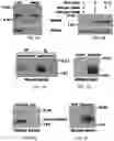Fig. 04 - Methods for Improving Leptin Sensitivity for the Treatment of Obesity and Diabetes