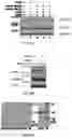 Fig. 05 - Methods for Improving Leptin Sensitivity for the Treatment of Obesity and Diabetes