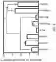Fig. 08 - Directed stem cell recruitment