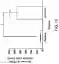 Fig. 12 - Directed stem cell recruitment