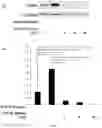 Fig. 05 - Pharmaceutical composition for prevention or treatment of preterm birth