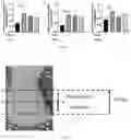 Fig. 09 - Pharmaceutical composition for prevention or treatment of preterm birth