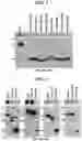 Fig. 03 - Method for regulating secretion ability of homeoproteins and their variants having altered secretion ability