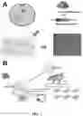 Fig. 02 - Embryonic cell cultures and methods of using the same