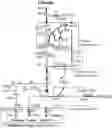 Fig. 01 - METHOD OF CREATING RECOMBINANT MICROORGANISM FOR MANUFACTURING FERMENTATION PRODUCT