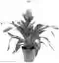 Fig. 02 - Vriesea Plant Named 'BUNVRIOR'