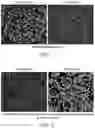 Fig. 02 - Chlorella-based composition, and methods of its preparation and application to plants