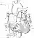 Fig. 01 - Prosthetic heart valves
