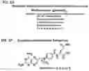 Fig. 04 - Alpha polyglutamated methotrexate and uses thereof