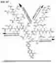 Fig. 08 - Alpha polyglutamated methotrexate and uses thereof