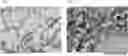 Fig. 01 - COMPOSITION FOR TYPE IV ALLERGY
