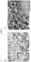 Fig. 02 - COMPOSITION FOR TYPE IV ALLERGY