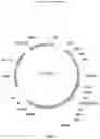 Fig. 02 - CS1 targeted chimeric antigen receptor-modified T cells