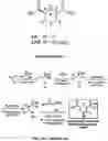 Fig. 02 - Compositions useful in therapy of autophagy-related pathologies, and methods of making and using the same