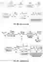 Fig. 03 - Compositions useful in therapy of autophagy-related pathologies, and methods of making and using the same