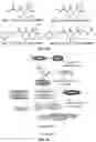 Fig. 12 - Compositions useful in therapy of autophagy-related pathologies, and methods of making and using the same