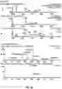 Fig. 26 - Compositions useful in therapy of autophagy-related pathologies, and methods of making and using the same