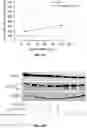 Fig. 31 - Compositions useful in therapy of autophagy-related pathologies, and methods of making and using the same