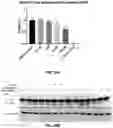 Fig. 33 - Compositions useful in therapy of autophagy-related pathologies, and methods of making and using the same