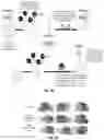 Fig. 37 - Compositions useful in therapy of autophagy-related pathologies, and methods of making and using the same