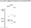 Fig. 01 - Using proteases to control restriction enzyme activity