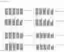 Fig. 14 - Peptide Nucleic Acid Complex Having Endosomal Escape Capacity, And Use Thereof