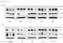 Fig. 17 - Peptide Nucleic Acid Complex Having Endosomal Escape Capacity, And Use Thereof