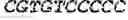 Fig. 08 - Viral vectors encoding cancer/testis antigens for use in a method of prevention or treatment of cancer