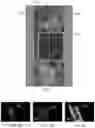 Fig. 03 - DETECTING CELL VITALITY