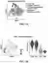 Fig. 07 - Methods of in vivo evaluation of gene function