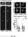 Fig. 09 - Methods of in vivo evaluation of gene function